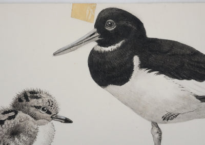 Louis DELAPCHIER : Huitrier pie, Echasse blanche et Avocette, Aquarelle originale signée