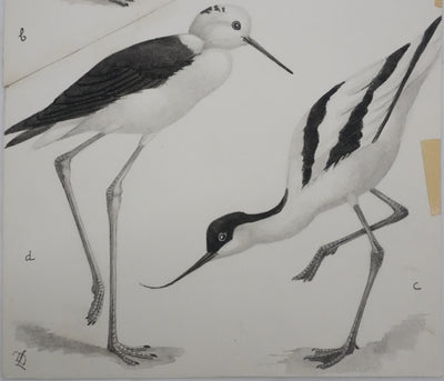 Louis DELAPCHIER : Huitrier pie, Echasse blanche et Avocette, Aquarelle originale signée