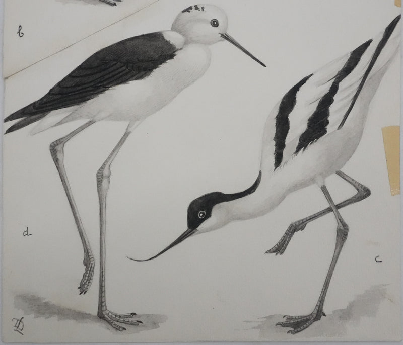 Louis DELAPCHIER : Huitrier pie, Echasse blanche et Avocette, Aquarelle originale signée