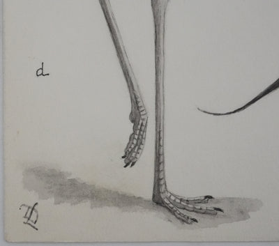 Louis DELAPCHIER : Huitrier pie, Echasse blanche et Avocette, Aquarelle originale signée