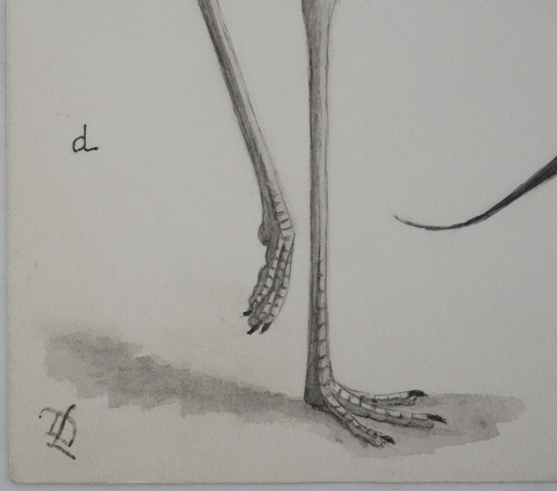 Louis DELAPCHIER : Huitrier pie, Echasse blanche et Avocette, Aquarelle originale signée