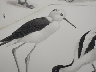 Louis DELAPCHIER : Huitrier pie, Echasse blanche et Avocette, Aquarelle originale signée