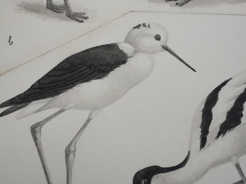 Louis DELAPCHIER : Huitrier pie, Echasse blanche et Avocette, Aquarelle originale signée