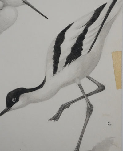 Louis DELAPCHIER : Huitrier pie, Echasse blanche et Avocette, Aquarelle originale signée