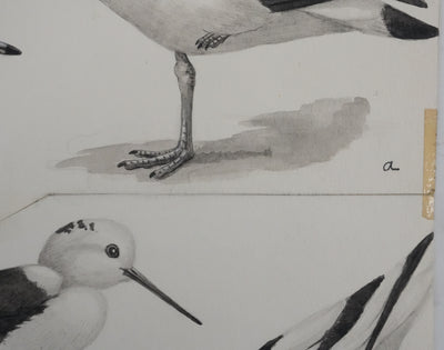Louis DELAPCHIER : Huitrier pie, Echasse blanche et Avocette, Aquarelle originale signée