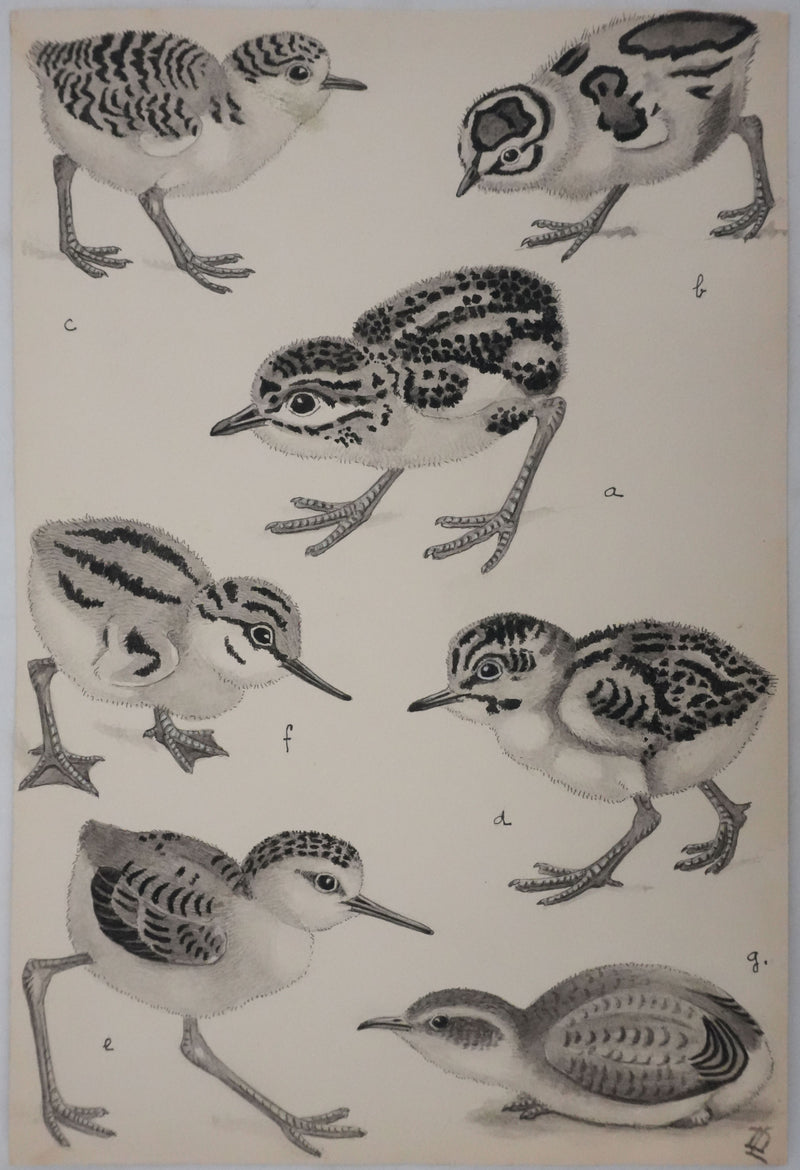 Louis DELAPCHIER : Poussins (Maubèche, Pluvier et Echasse), Aquarelle originale signée