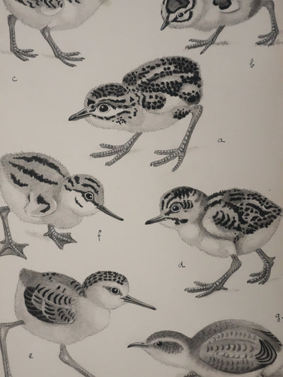 Louis DELAPCHIER : Poussins (Maubèche, Pluvier et Echasse), Aquarelle originale signée
