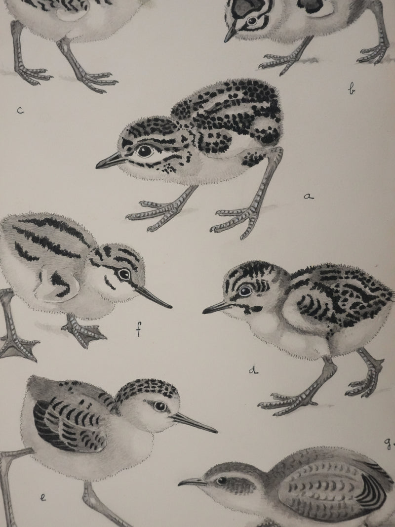 Louis DELAPCHIER : Poussins (Maubèche, Pluvier et Echasse), Aquarelle originale signée