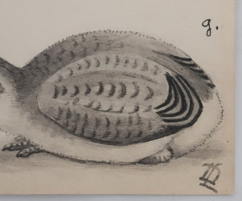 Louis DELAPCHIER : Poussins (Maubèche, Pluvier et Echasse), Aquarelle originale signée