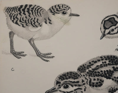 Louis DELAPCHIER : Poussins (Maubèche, Pluvier et Echasse), Aquarelle originale signée