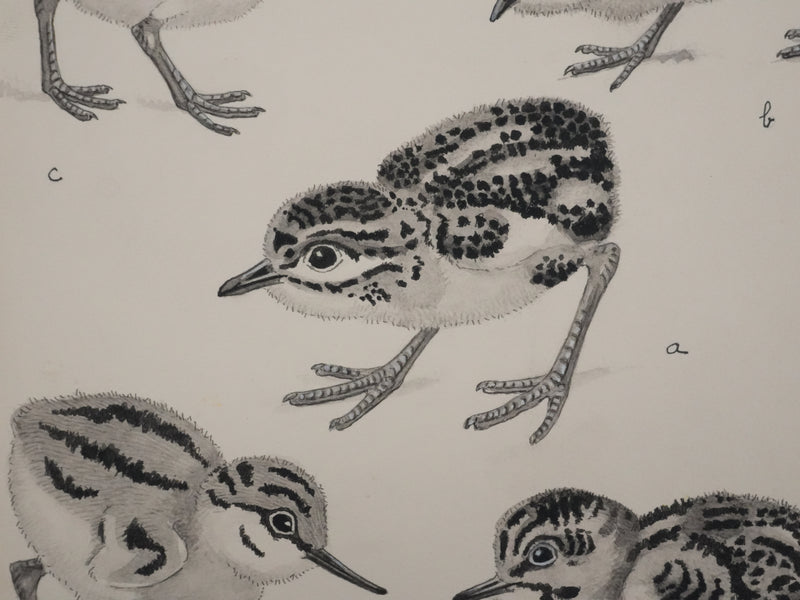 Louis DELAPCHIER : Poussins (Maubèche, Pluvier et Echasse), Aquarelle originale signée