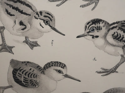 Louis DELAPCHIER : Poussins (Maubèche, Pluvier et Echasse), Aquarelle originale signée
