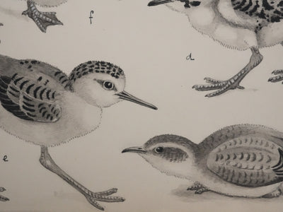 Louis DELAPCHIER : Poussins (Maubèche, Pluvier et Echasse), Aquarelle originale signée