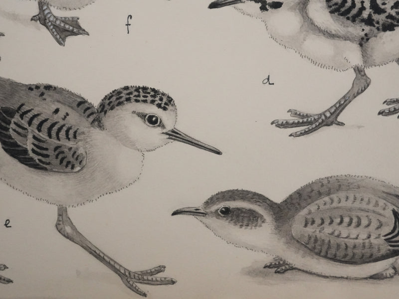 Louis DELAPCHIER : Poussins (Maubèche, Pluvier et Echasse), Aquarelle originale signée