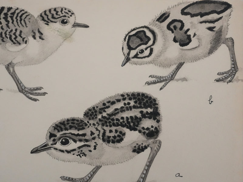 Louis DELAPCHIER : Poussins (Maubèche, Pluvier et Echasse), Aquarelle originale signée