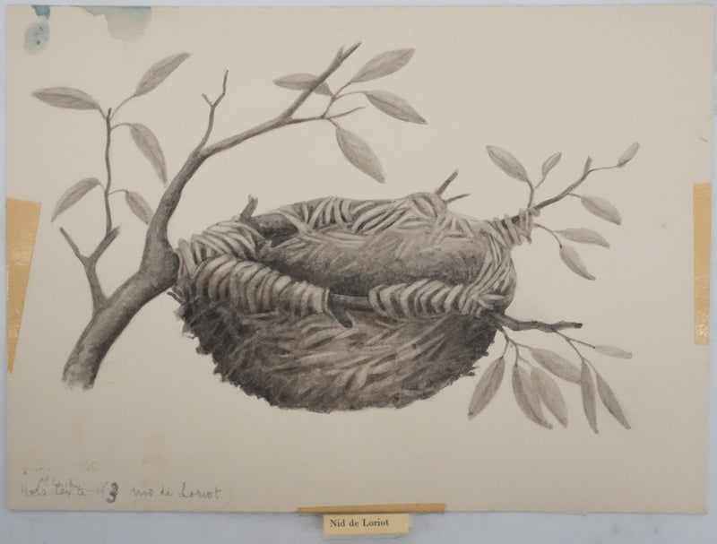 Louis DELAPCHIER : Nid de Loriot, Aquarelle originale
