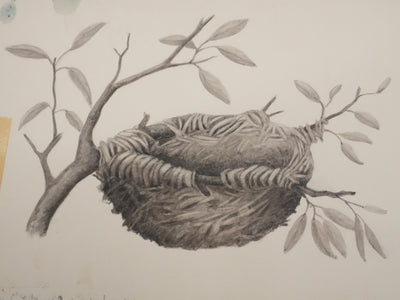 Louis DELAPCHIER : Nid de Loriot, Aquarelle originale