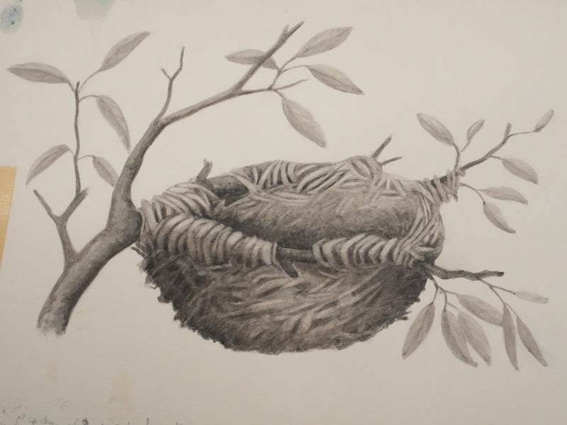 Louis DELAPCHIER : Nid de Loriot, Aquarelle originale