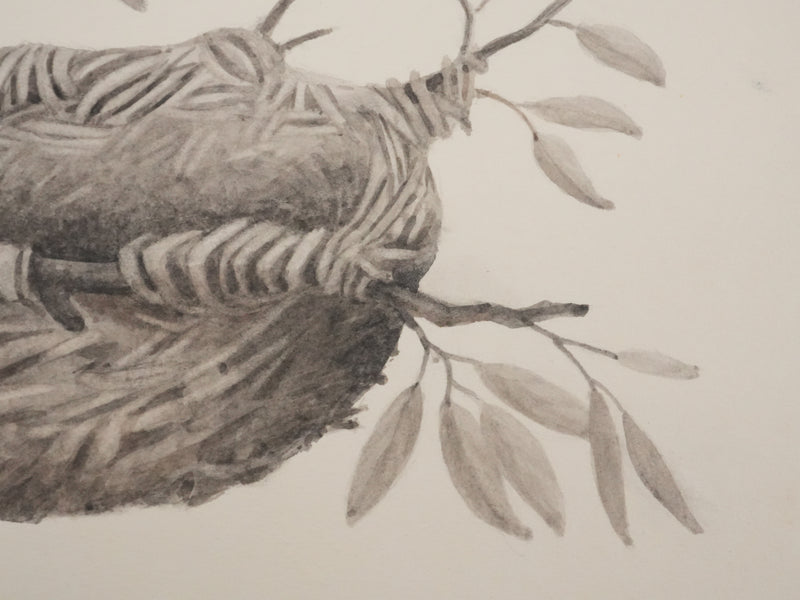 Louis DELAPCHIER : Nid de Loriot, Aquarelle originale