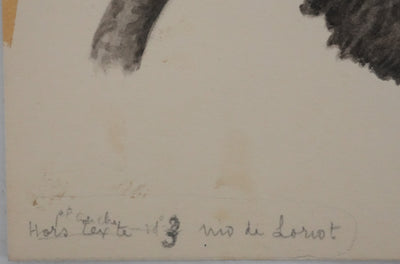 Louis DELAPCHIER : Nid de Loriot, Aquarelle originale
