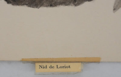 Louis DELAPCHIER : Nid de Loriot, Aquarelle originale