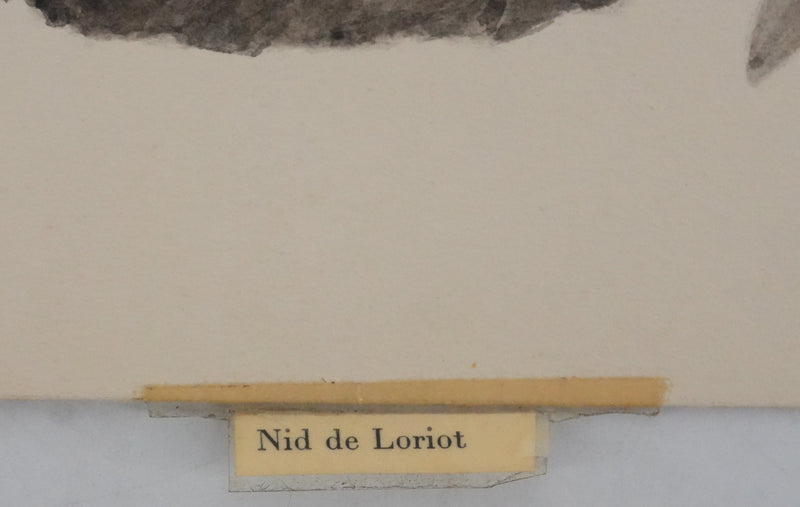 Louis DELAPCHIER : Nid de Loriot, Aquarelle originale