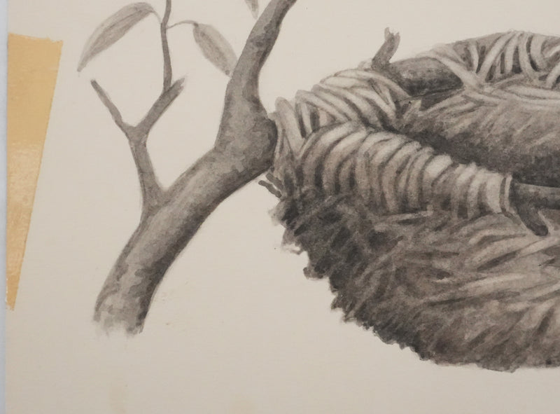 Louis DELAPCHIER : Nid de Loriot, Aquarelle originale