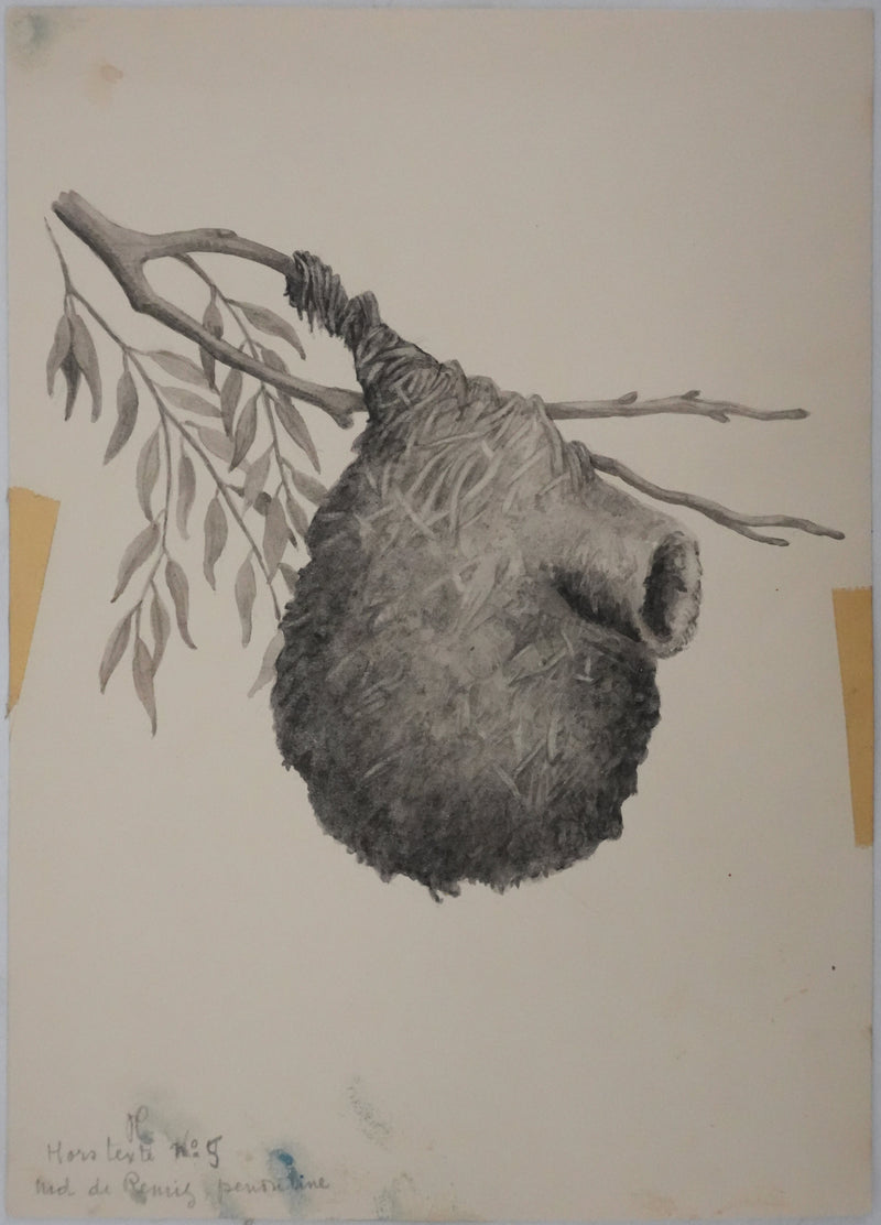 Louis DELAPCHIER : Nid de Rémiz, Aquarelle originale