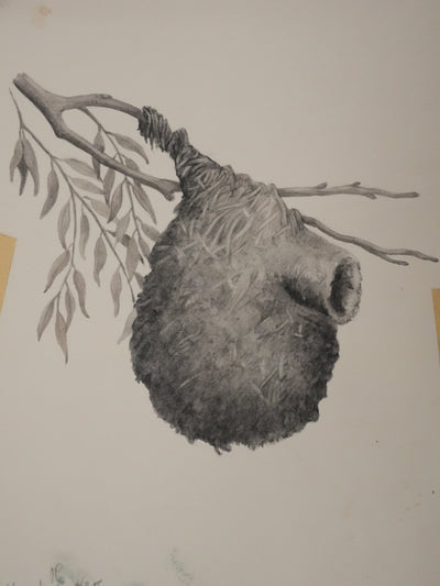 Louis DELAPCHIER : Nid de Rémiz, Aquarelle originale