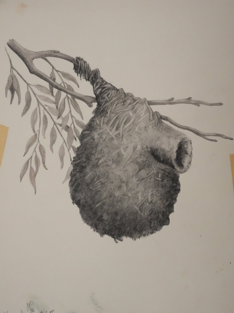 Louis DELAPCHIER : Nid de Rémiz, Aquarelle originale