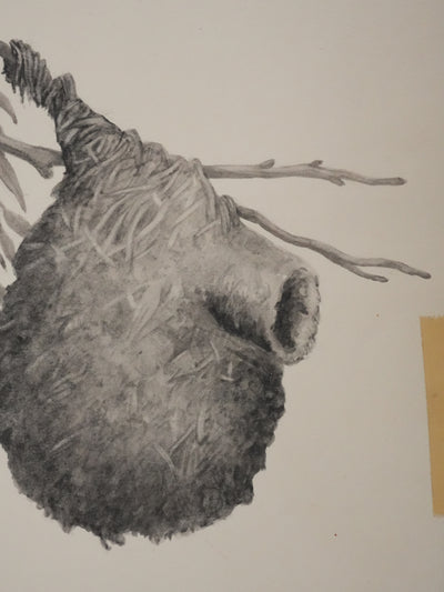 Louis DELAPCHIER : Nid de Rémiz, Aquarelle originale