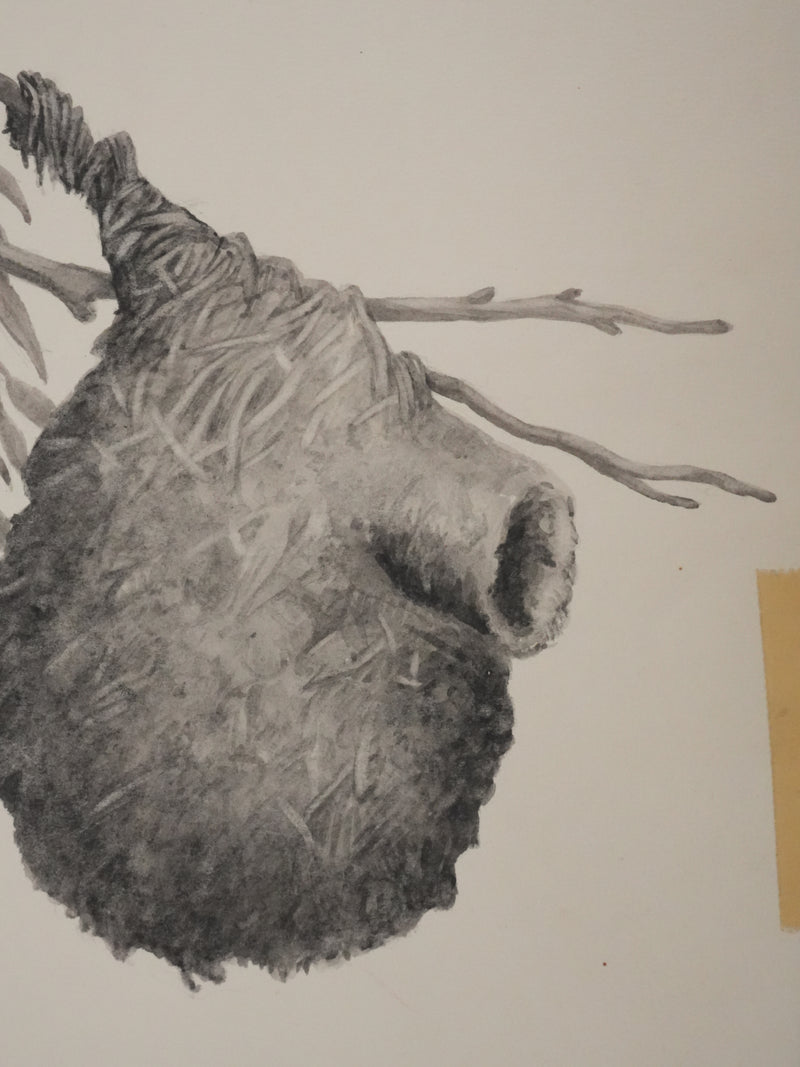 Louis DELAPCHIER : Nid de Rémiz, Aquarelle originale