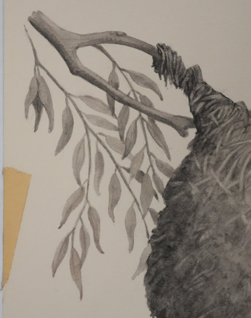 Louis DELAPCHIER : Nid de Rémiz, Aquarelle originale