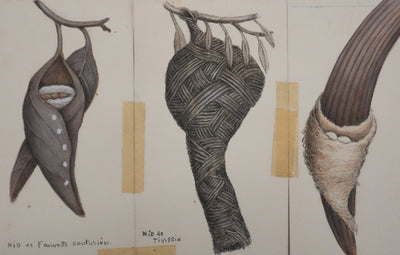 Louis DELAPCHIER : Nids (Fauvette, Tisserin et Phaetornis), Aquarelle originale