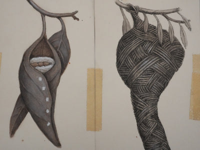 Louis DELAPCHIER : Nids (Fauvette, Tisserin et Phaetornis), Aquarelle originale