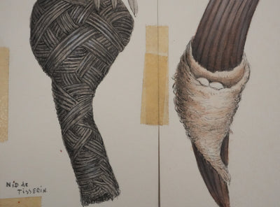 Louis DELAPCHIER : Nids (Fauvette, Tisserin et Phaetornis), Aquarelle originale
