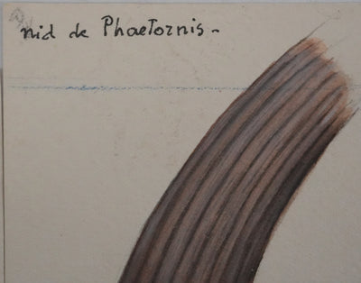 Louis DELAPCHIER : Nids (Fauvette, Tisserin et Phaetornis), Aquarelle originale