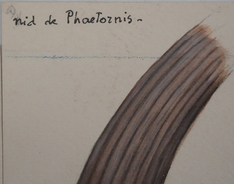 Louis DELAPCHIER : Nids (Fauvette, Tisserin et Phaetornis), Aquarelle originale