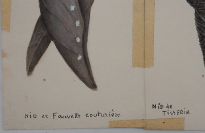 Louis DELAPCHIER : Nids (Fauvette, Tisserin et Phaetornis), Aquarelle originale