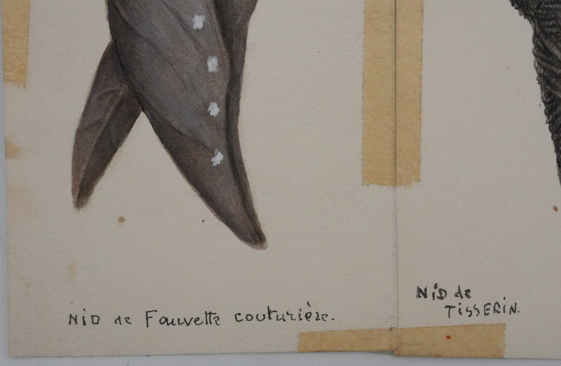 Louis DELAPCHIER : Nids (Fauvette, Tisserin et Phaetornis), Aquarelle originale