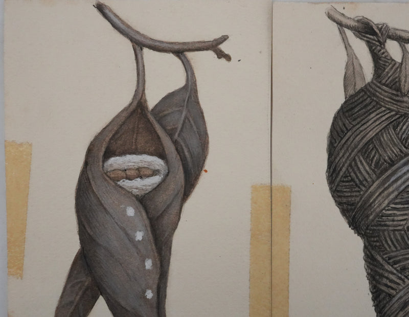 Louis DELAPCHIER : Nids (Fauvette, Tisserin et Phaetornis), Aquarelle originale