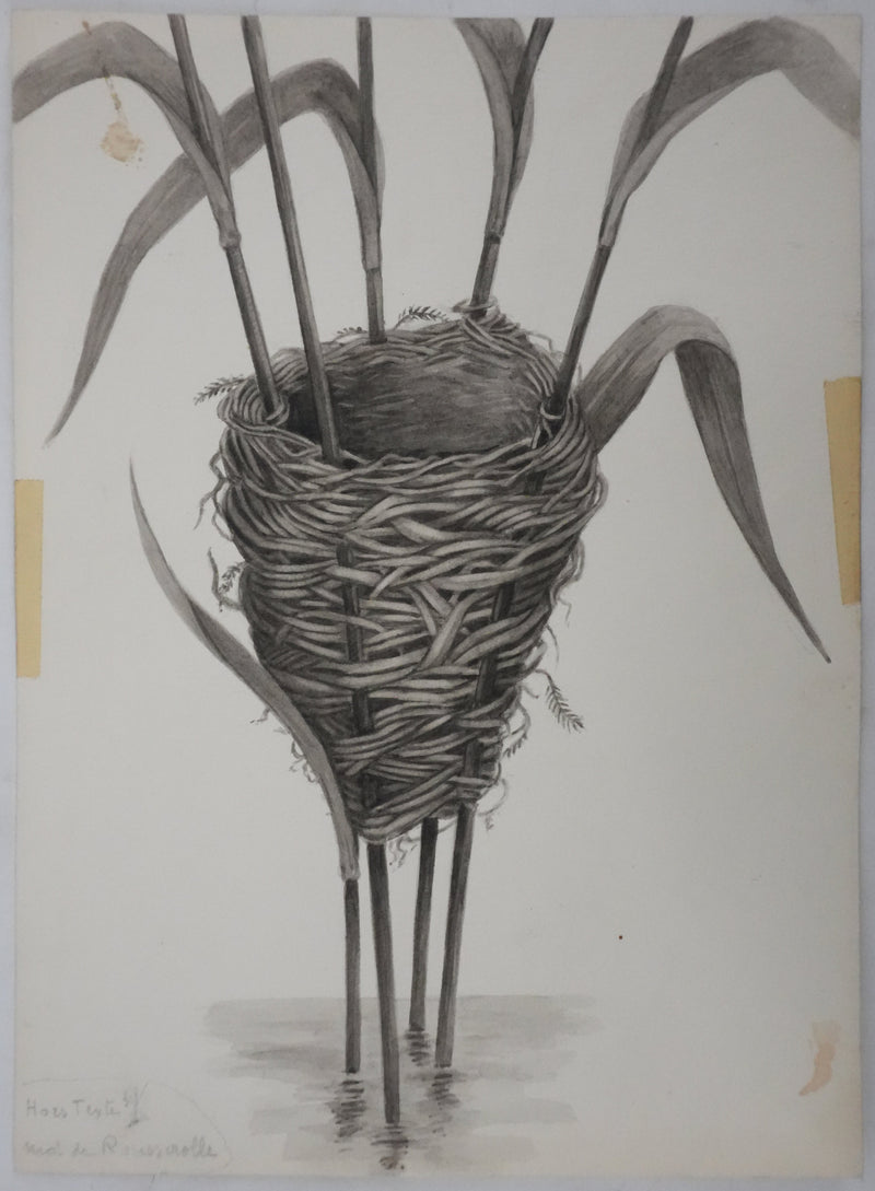 Louis DELAPCHIER : Nid de Rousserolle, Aquarelle originale