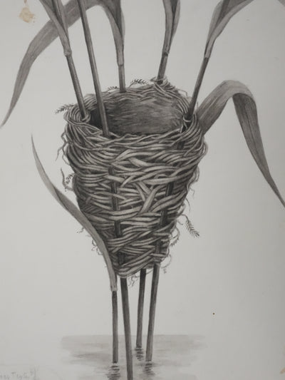 Louis DELAPCHIER : Nid de Rousserolle, Aquarelle originale