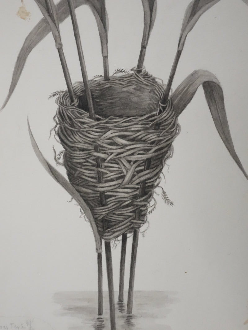 Louis DELAPCHIER : Nid de Rousserolle, Aquarelle originale