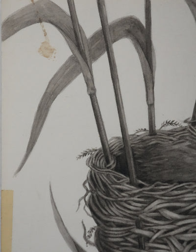 Louis DELAPCHIER : Nid de Rousserolle, Aquarelle originale