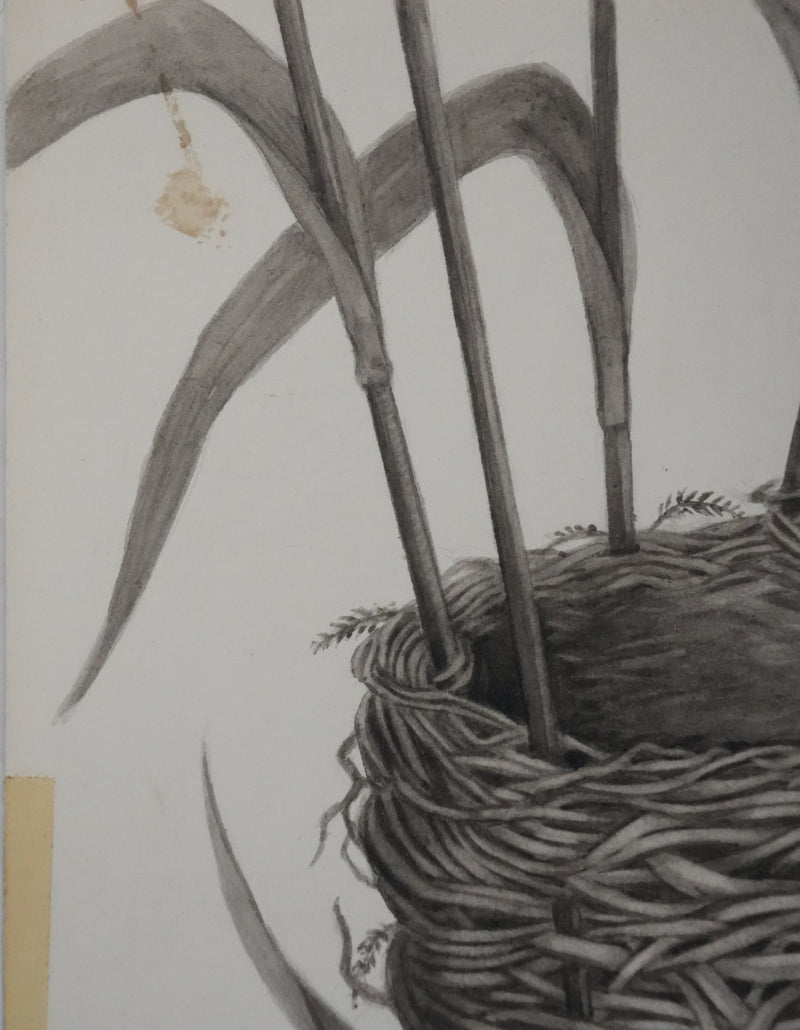 Louis DELAPCHIER : Nid de Rousserolle, Aquarelle originale