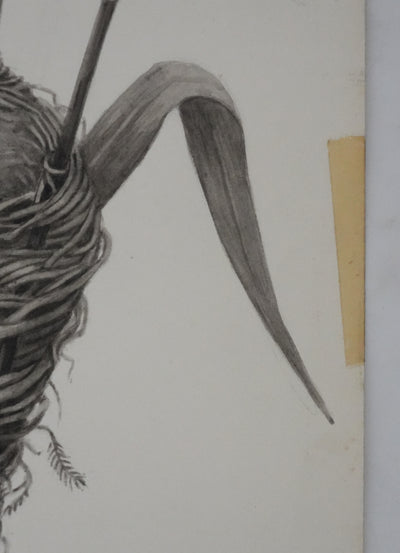 Louis DELAPCHIER : Nid de Rousserolle, Aquarelle originale