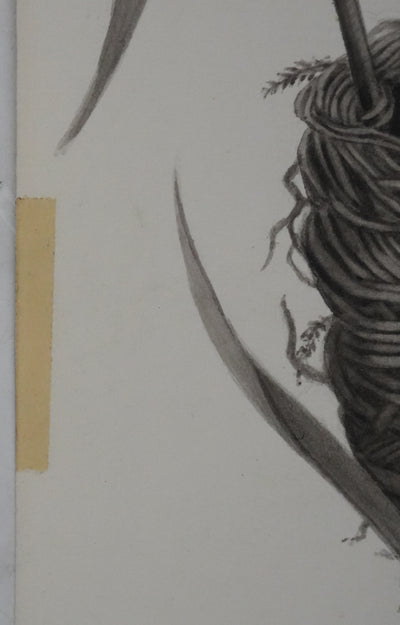 Louis DELAPCHIER : Nid de Rousserolle, Aquarelle originale