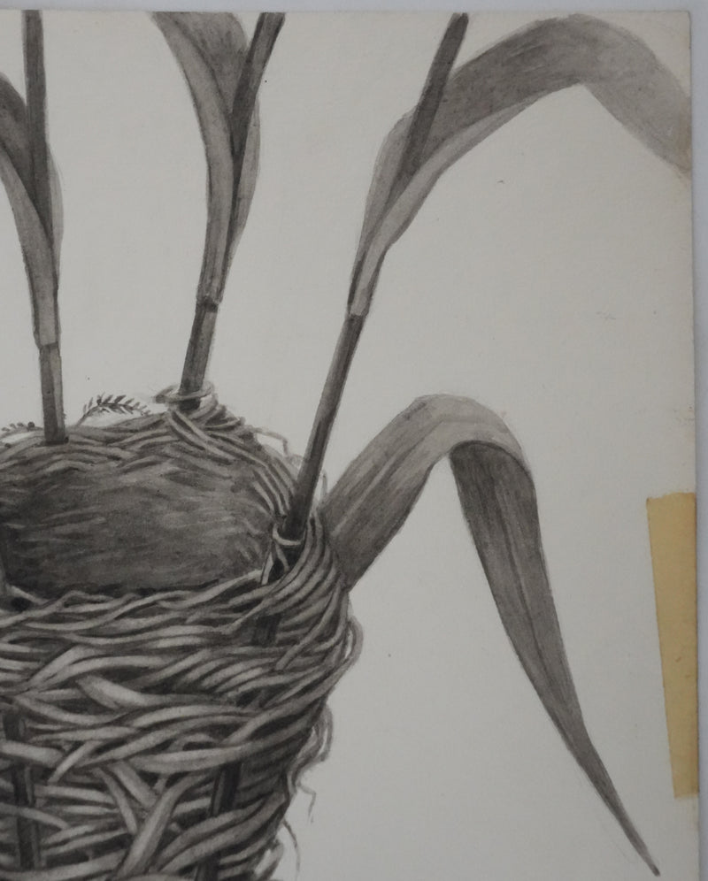 Louis DELAPCHIER : Nid de Rousserolle, Aquarelle originale