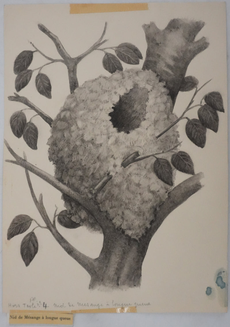 Louis DELAPCHIER : Nid de Mésange à longue queue, Aquarelle originale